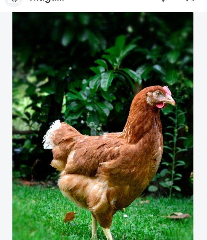 a donné poule pondeuses et canaris 0456911479, Ophalen of Verzenden