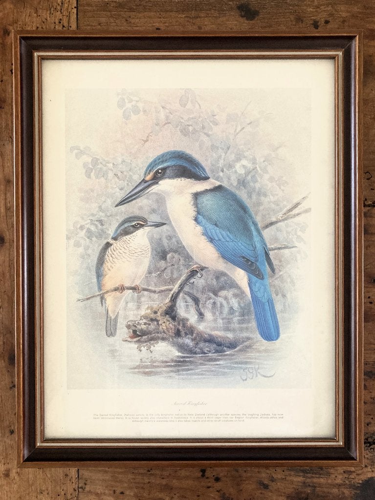 KEULEMANS Gravure Ornithologique Martin Chasseur Sacré Deco, Avec monogramme, 1950 - 1999, Faune et Flore, Gravure