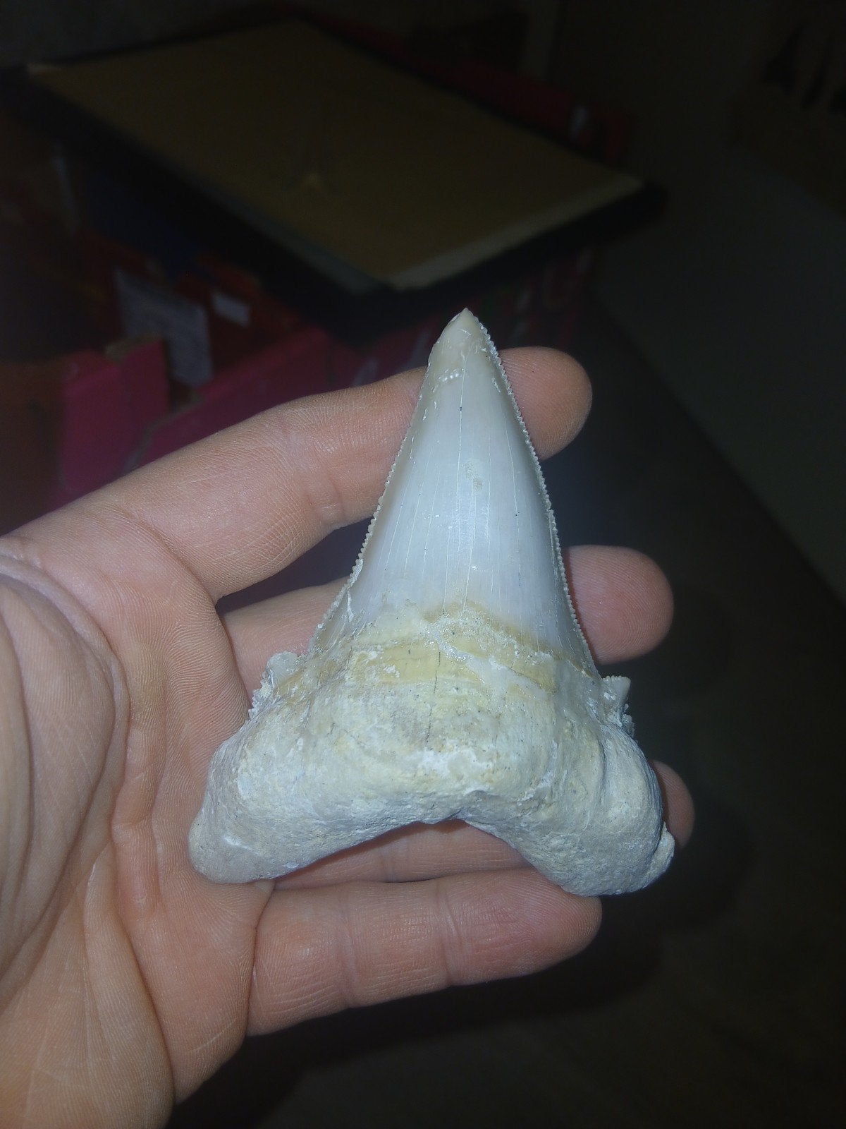 otodus sokolovi, Ophalen of Verzenden