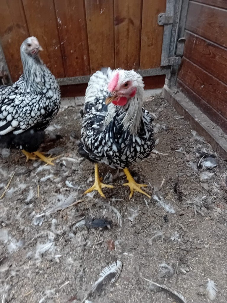 Trio wyandotte zilver zwart groothoender, Plusieurs animaux, Poule ou poulet