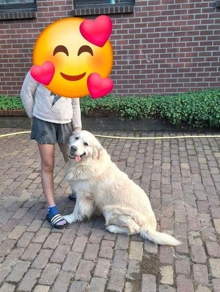 Doux chien golden retriever de 6 ans à la ferme avec pedigre, Golden retriever, Chien (mâle), Maladie de Carré (chiens), Belgique