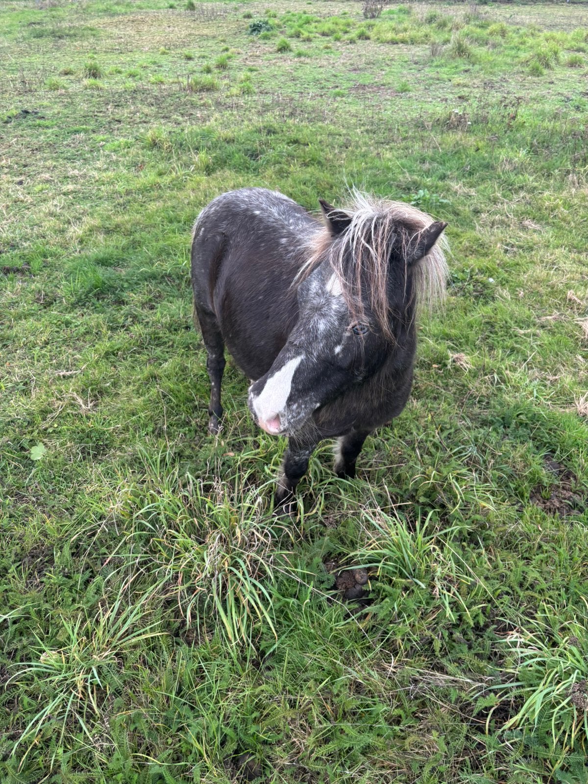 Brave apploussa en bonte pony’tjes te koop