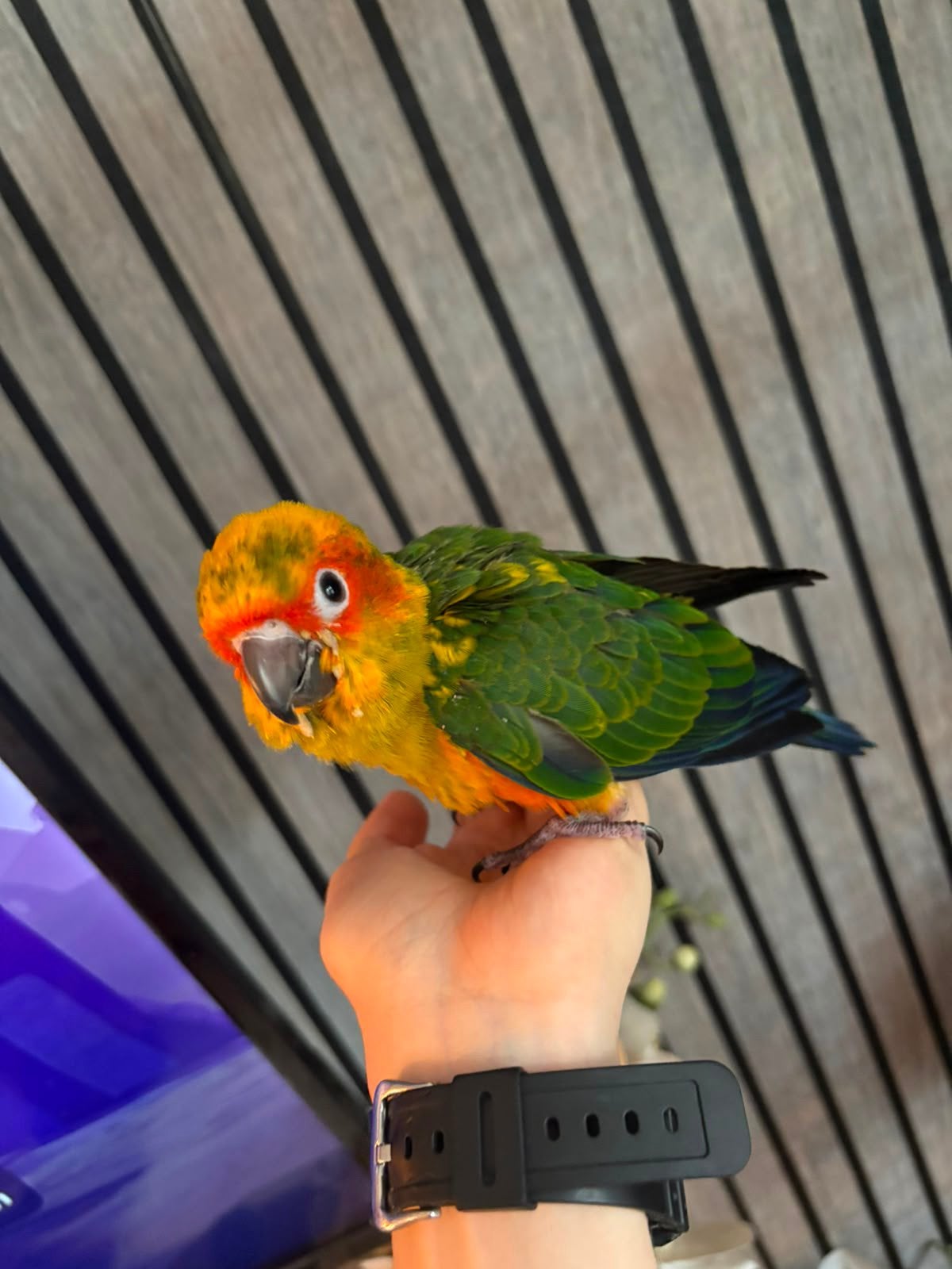 Conure, Enlèvement ou Envoi