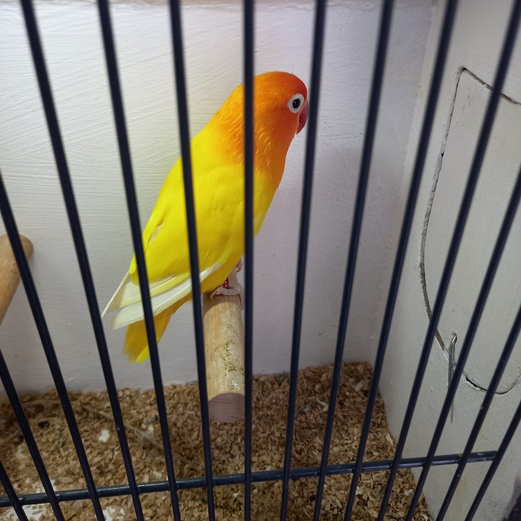 Fischeri kweekpop, Dieren en Toebehoren, Dwergpapegaai of Agapornis, Geringd