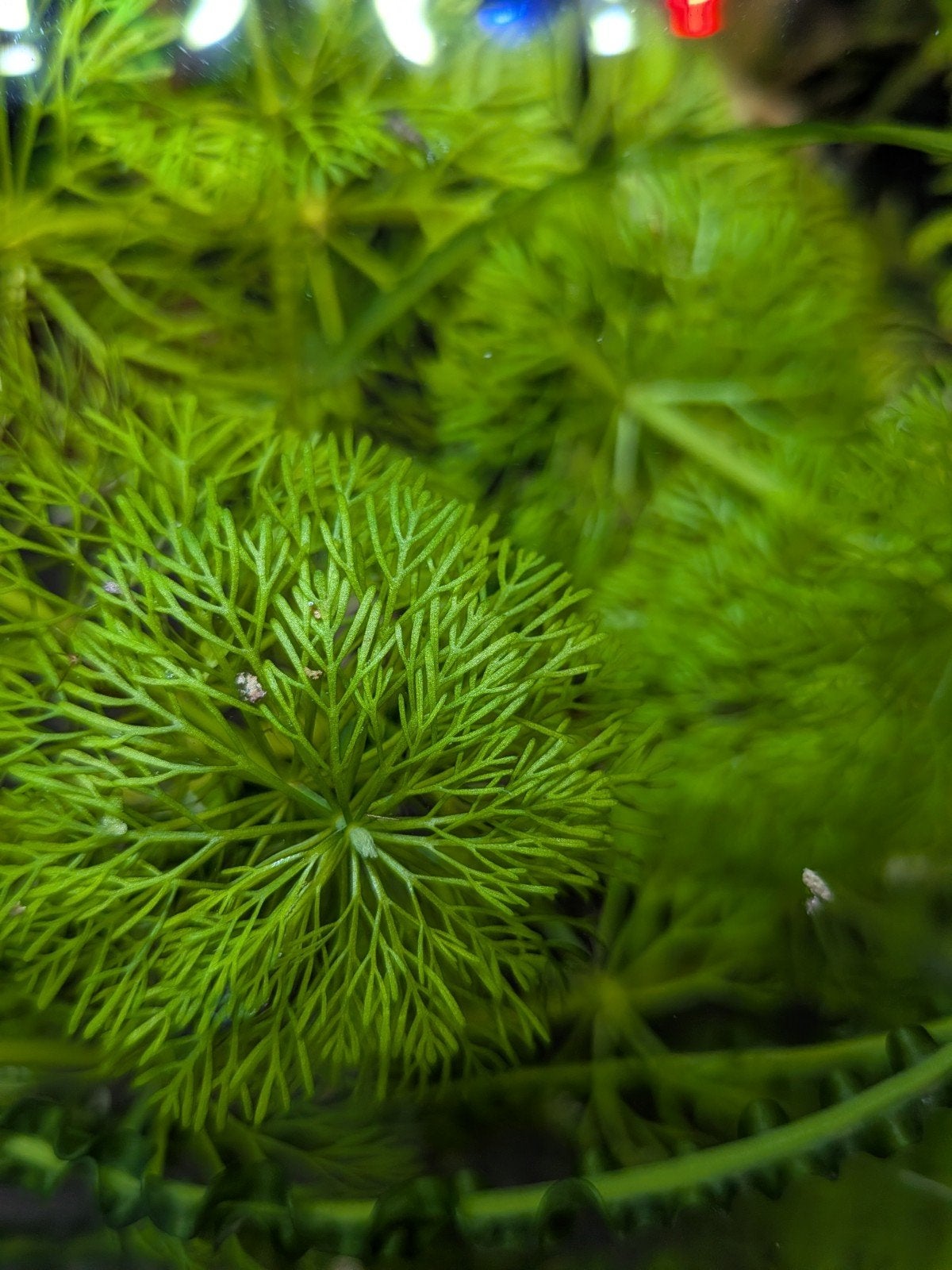 Limbophila sessiliflora, Dieren en Toebehoren, Vissen | Aquaria en Toebehoren, Ophalen