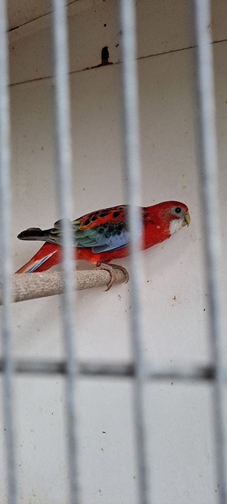 PARKIET, Meerdere dieren, Parkiet, Geringd