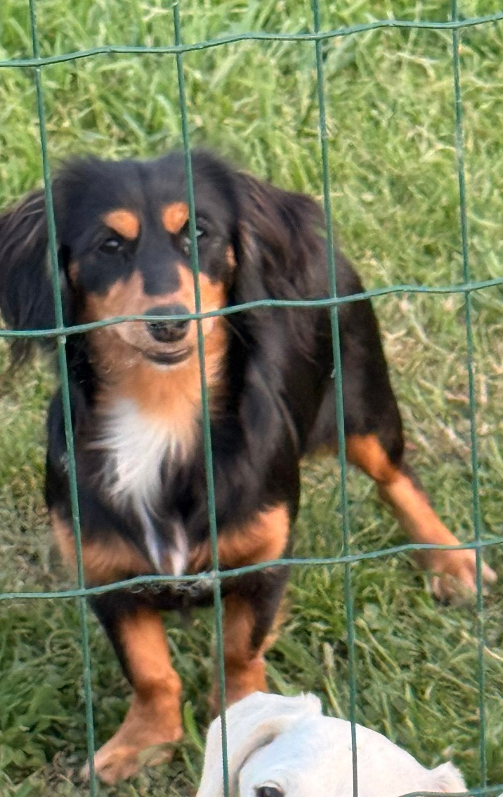 Dwergteckel teefje, Dieren en Toebehoren, Honden | Teckels en Dashonden, Parvo, België, 8 tot 15 weken, Teef