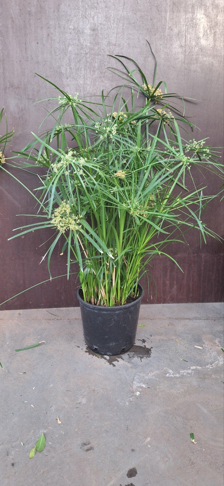 Cyperus alternifolius, papyrus, kattengras, Ophalen