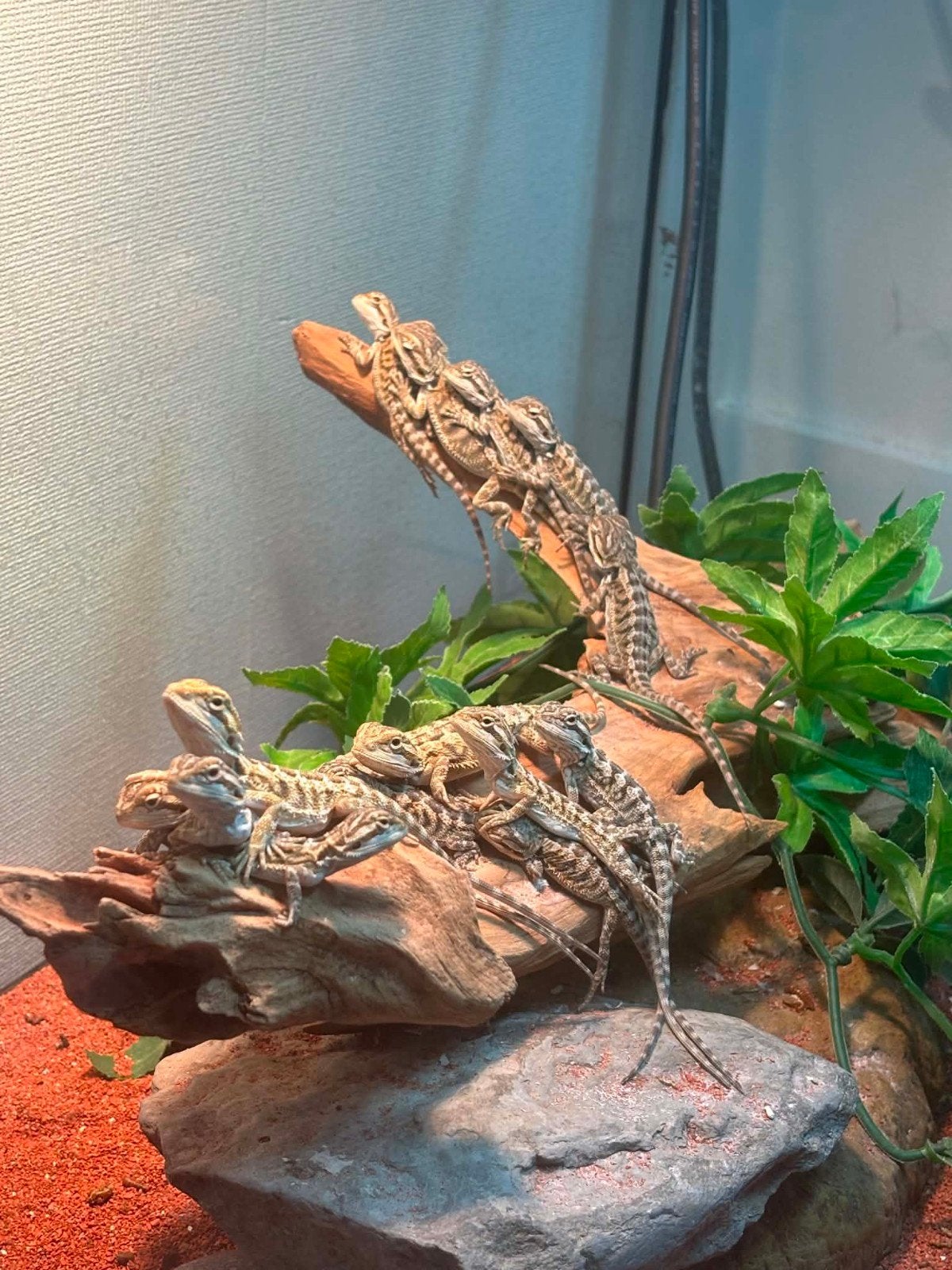 Perfect voor u eeste reptiel jonge baardagamen, Ophalen