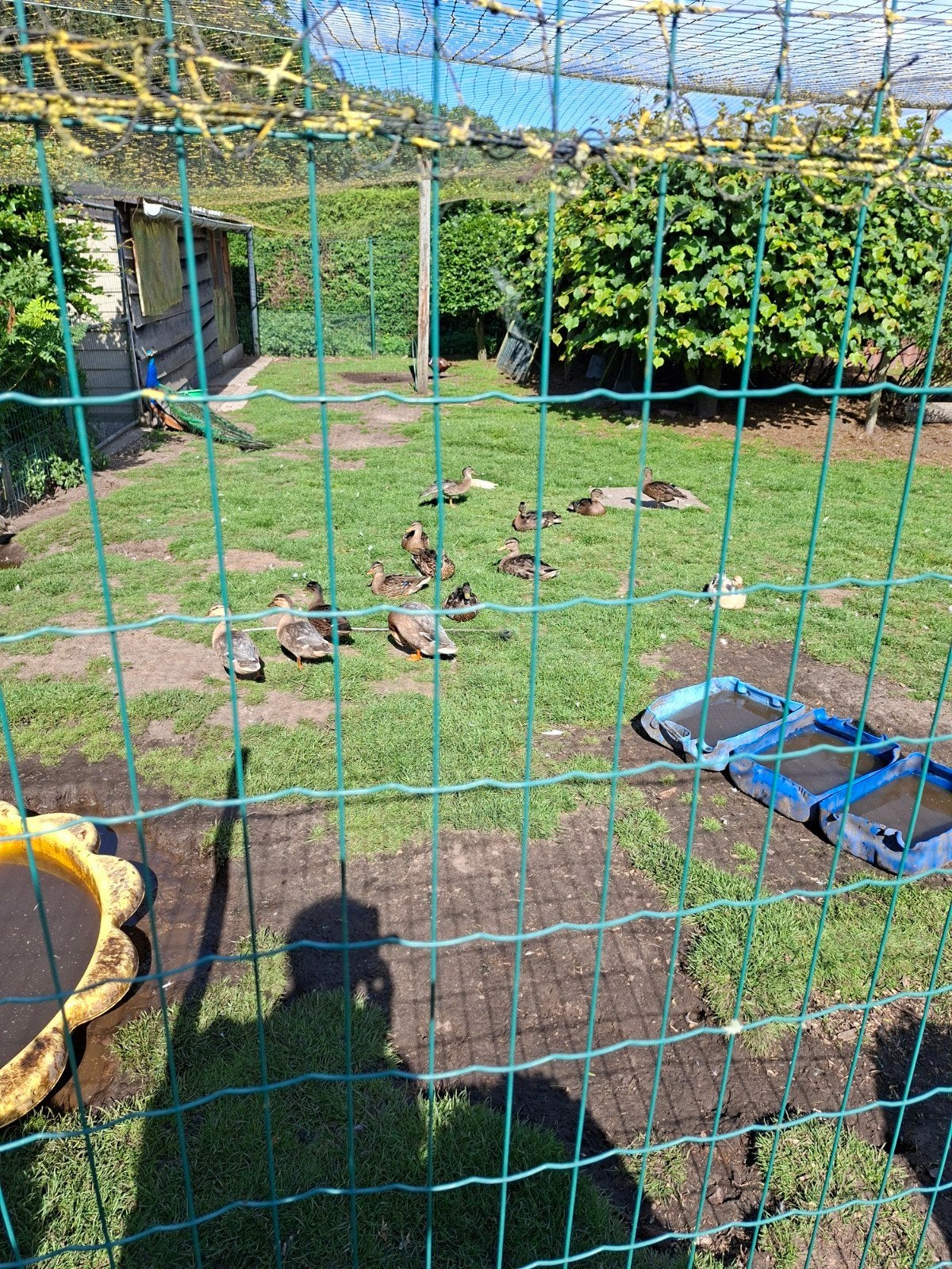 Wilde eenden en hollandse kwakertjes, Dieren en Toebehoren, Pluimvee