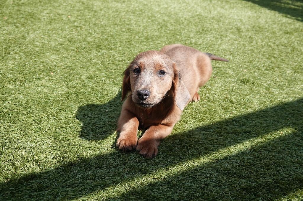 Superbes chiots teckels nains à poil long (100% belges), 15 semaines à 1 an, Éleveur | Professionnel, Poils longs, Plusieurs