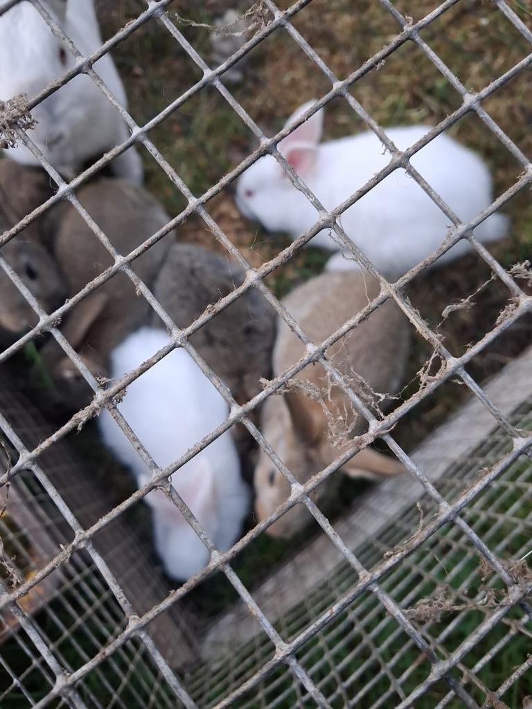 Jonge konijnen, Dieren en Toebehoren, Konijnen