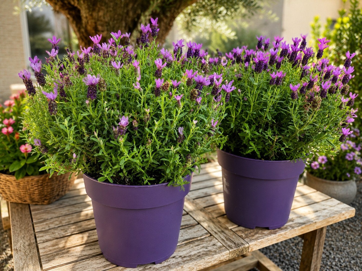 Lavendel Stoechas 'Anouk', Jardin & Terrasse, Plantes | Jardin, Enlèvement