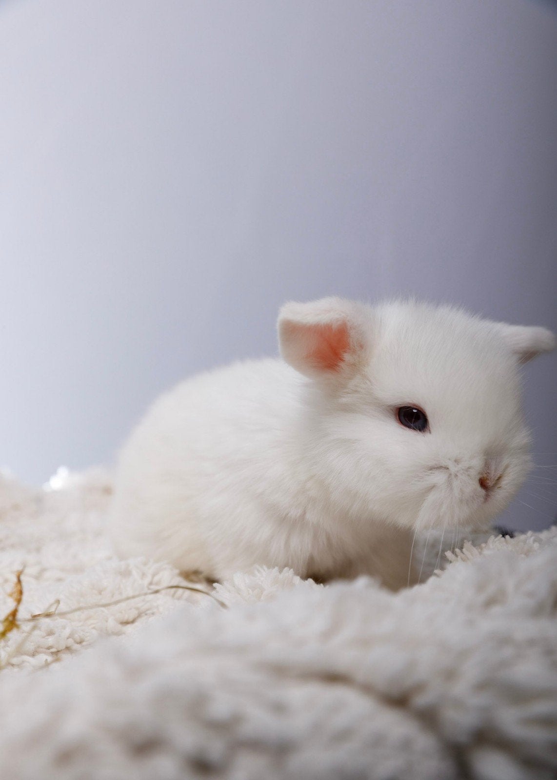 À réserver : Magnifiques Lapins Béliers Hollandais !, Animaux & Accessoires, Rongeurs & Lapins | Accessoires, Enlèvement