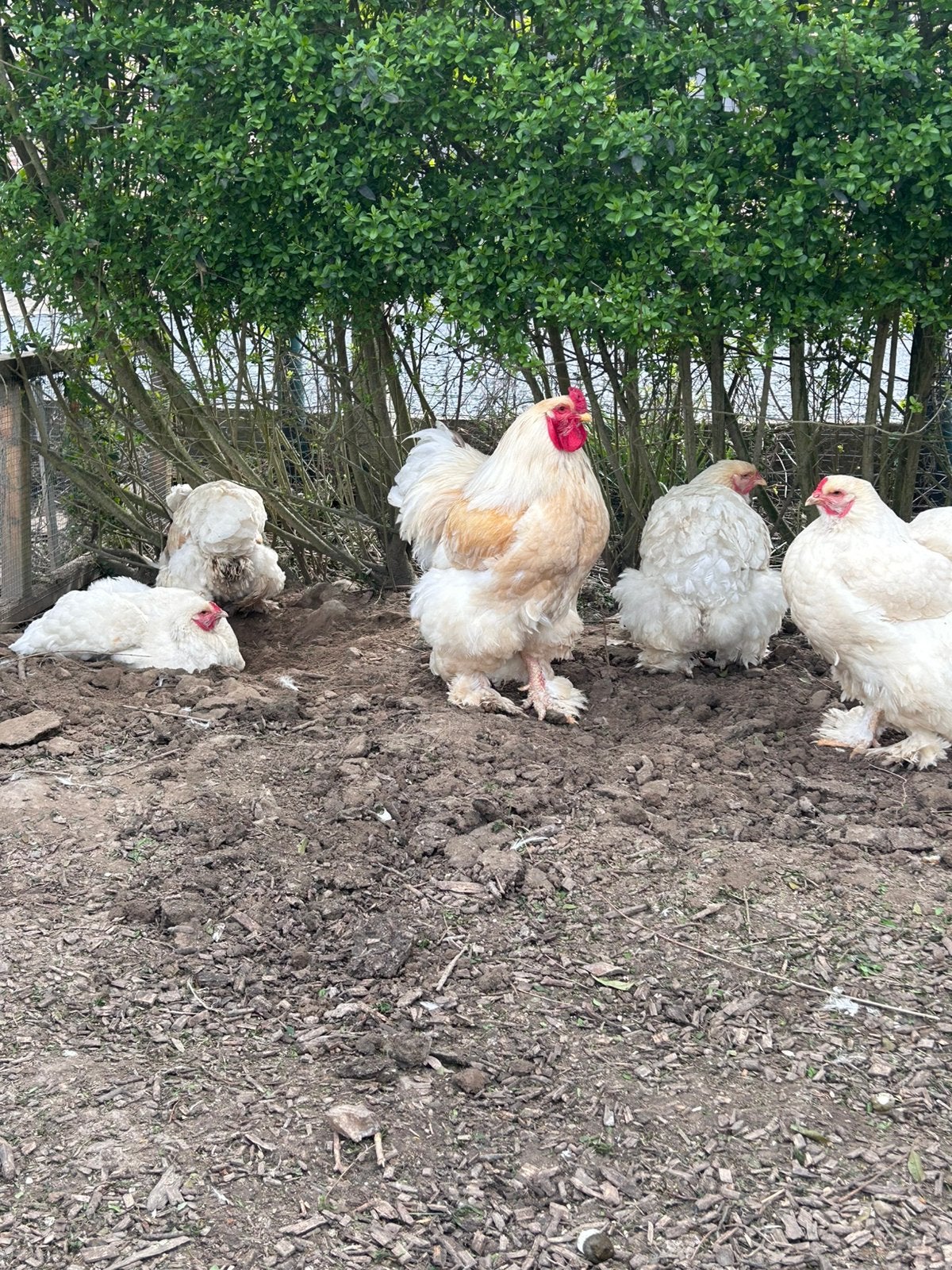 Poules citronnées Brahma, Animaux & Accessoires, Plusieurs animaux, Poule ou poulet