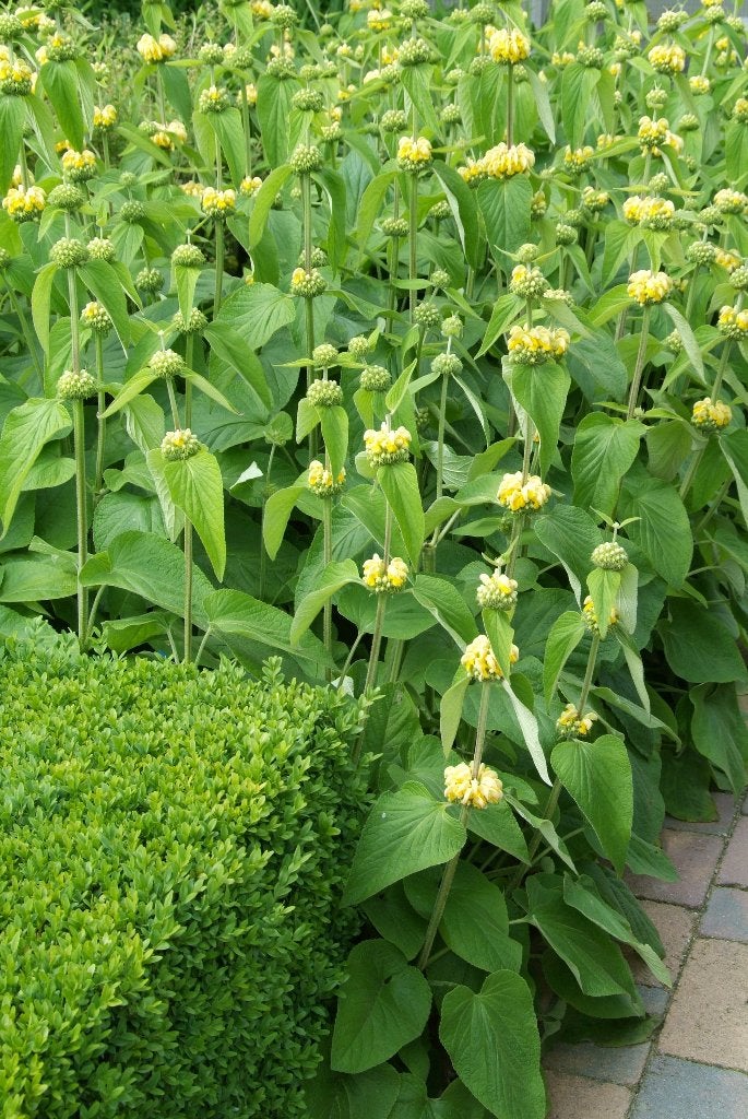 Brandkruid Phlomis russeliana Etagebloem, Jardin & Terrasse, Plantes | Jardin, Plein soleil, Enlèvement, Plante fixe, Été