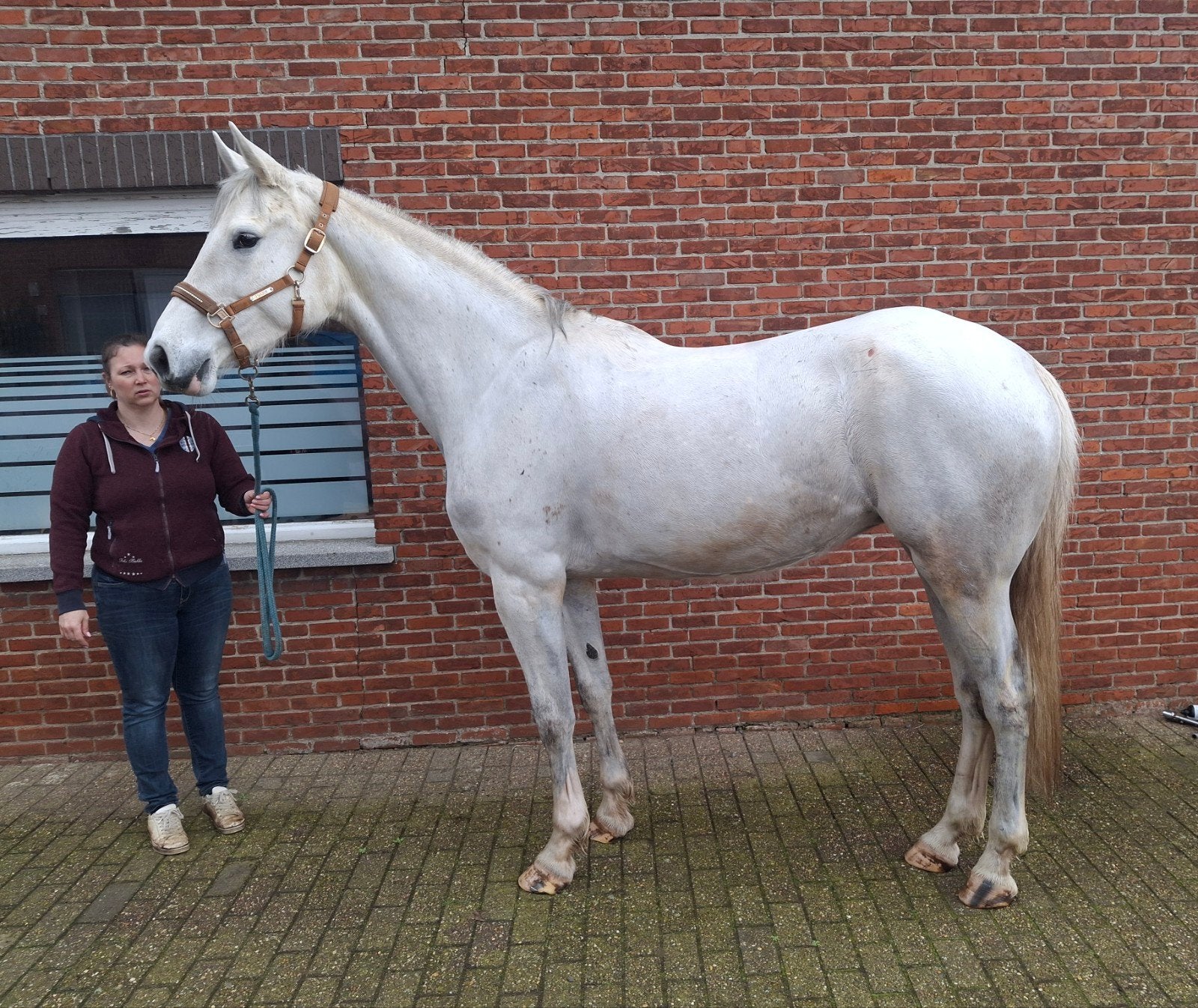 zangersheide merie, Dieren en Toebehoren, Z