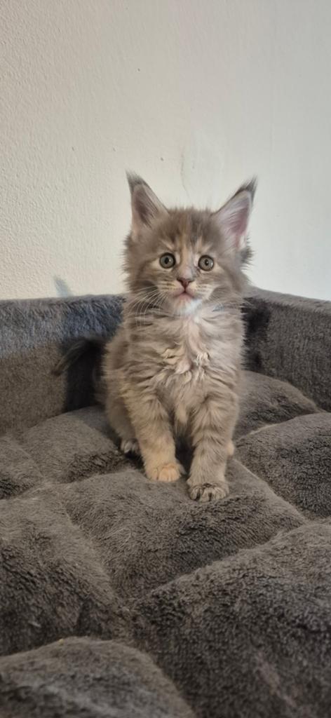 Maine Coon kittens (met stamboom), Dieren en Toebehoren, Katten en Kittens | Raskatten | Langhaar, Meerdere dieren, 0 tot 2 jaar