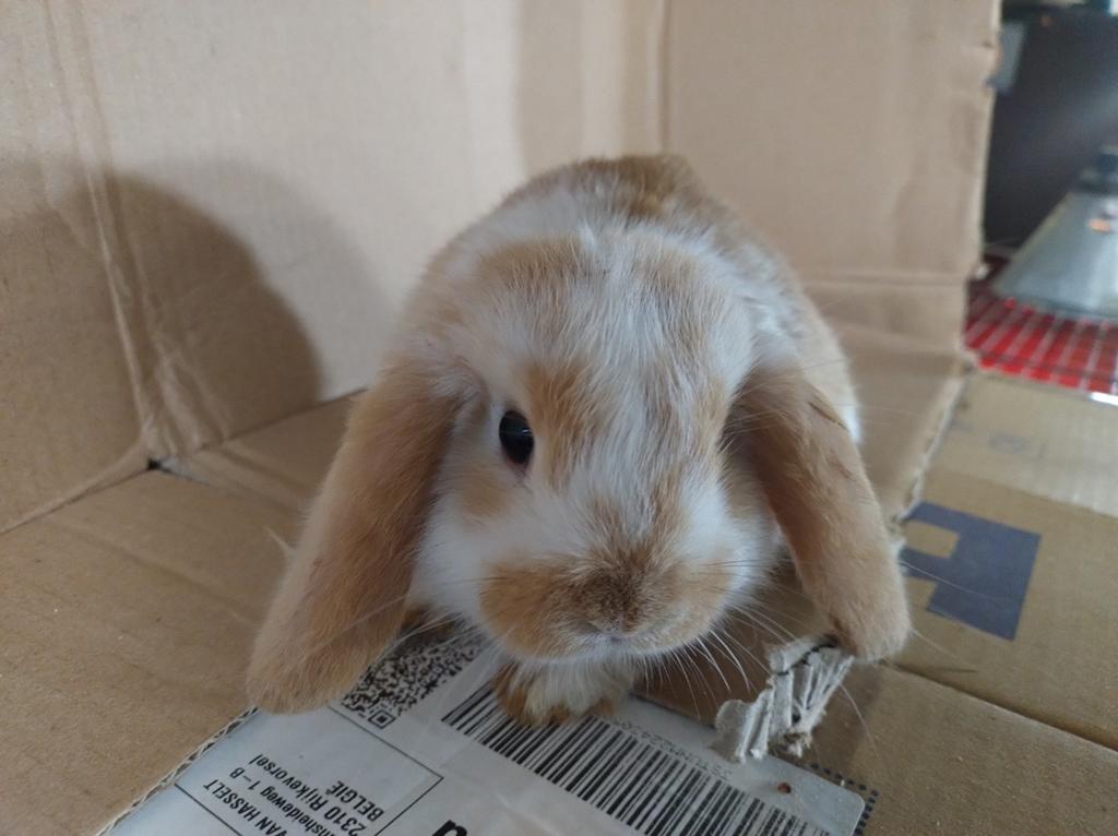 Hangoortje x minilop, mannetje, Animaux & Accessoires, Lapins, Mâle, Oreilles tombantes, 0 à 2 ans