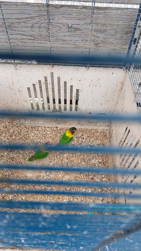 Vogel, Dieren en Toebehoren, Vogels | Parkieten en Papegaaien