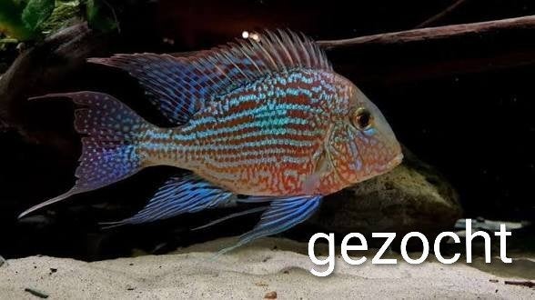 GEOPHAGUS SVENI GEZOCHT, Dieren en Toebehoren, Vis, Zoetwatervis