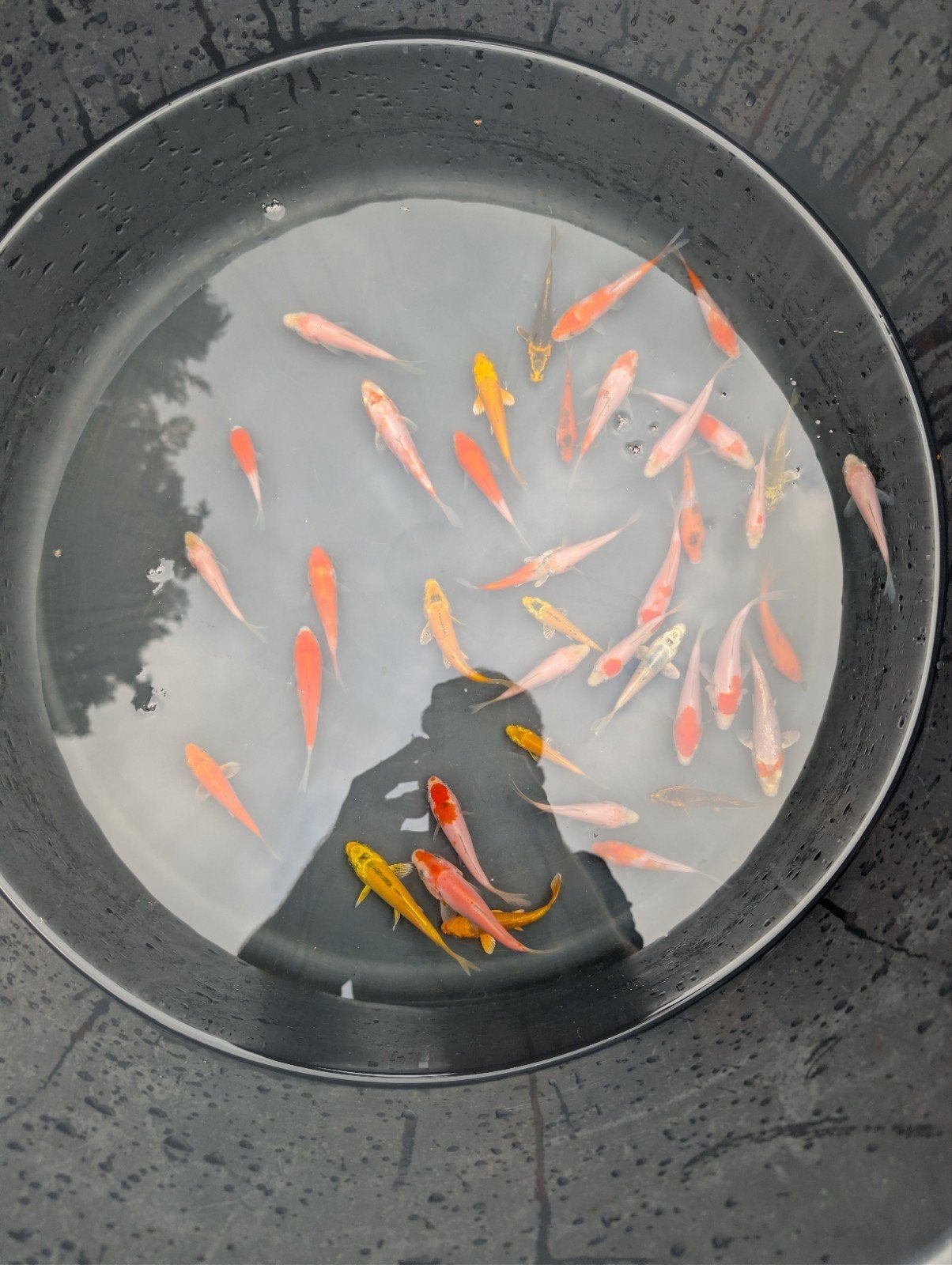 Japanse koi's van 6-8cm te koop, Carpe ou Koï