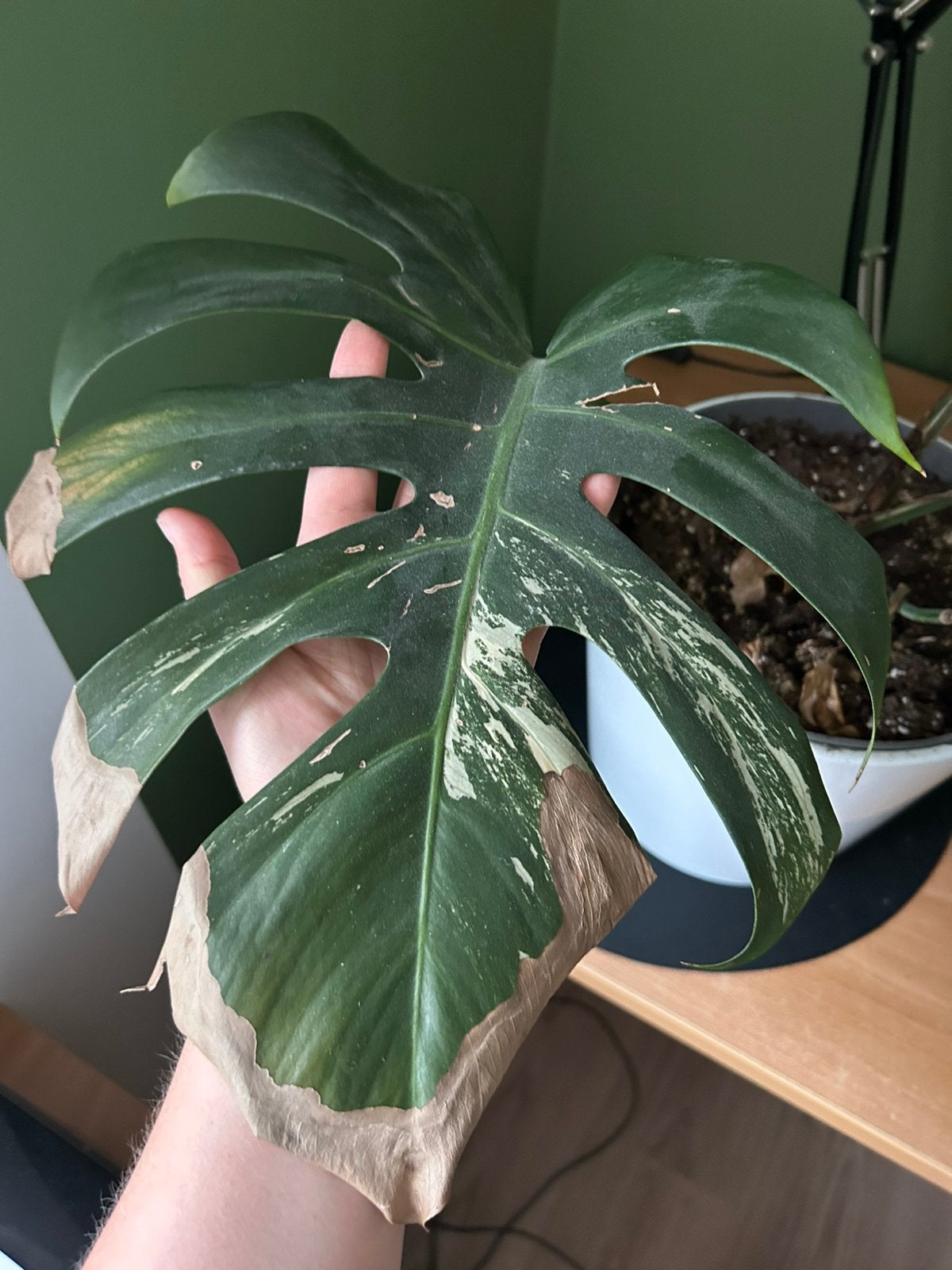 Monstera deliciosa Variegata Albo, Ophalen of Verzenden