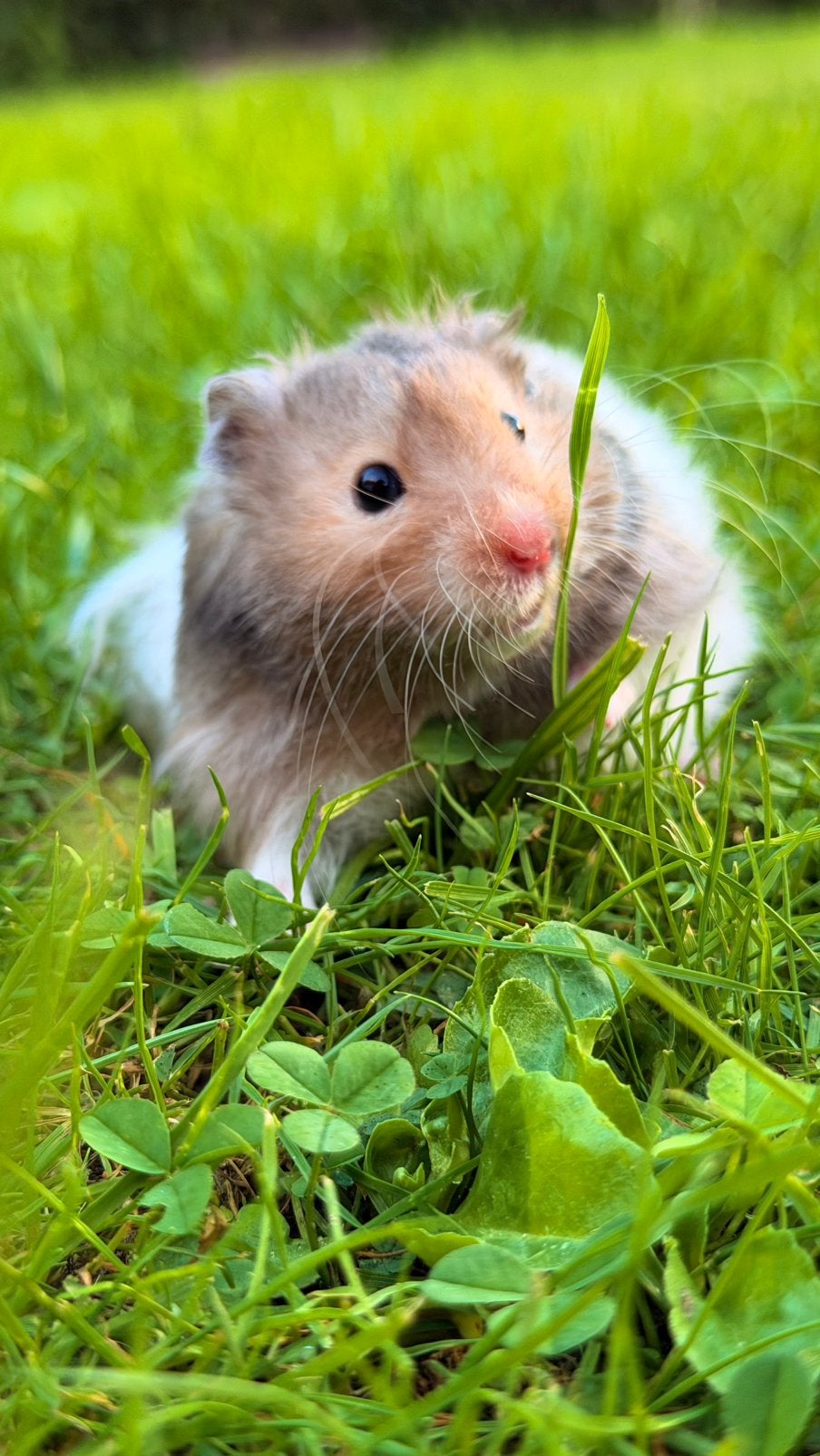 Hamster Syrien à poil long Angora, Hamster, Mâle, Domestique, Juillet