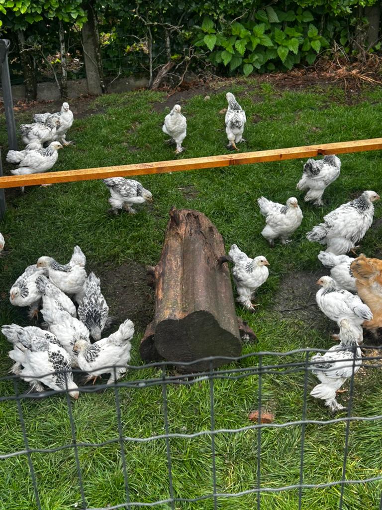 Brahma groothoender van 17/4, Dieren en Toebehoren, Pluimvee, Kip