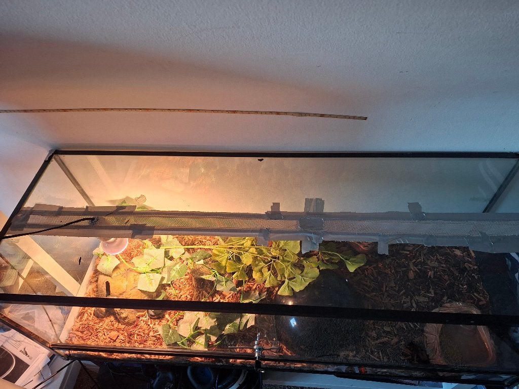 Terrarium, Animaux & Accessoires, Enlèvement, Utilisé, Terrarium ou Paludarium