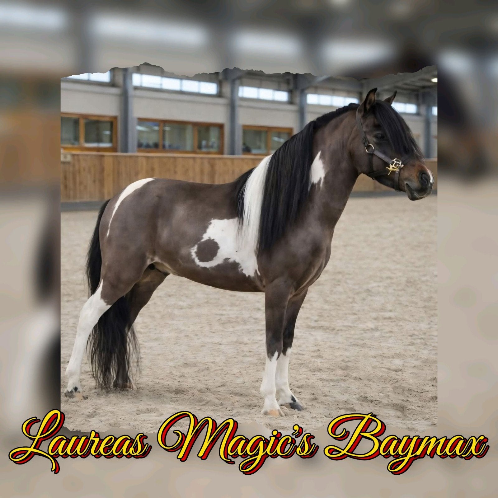 Laatste plekjes voor een dekking van onze minipaard hengsten, Plusieurs animaux, Poney A (jusqu'à 1.17 m)