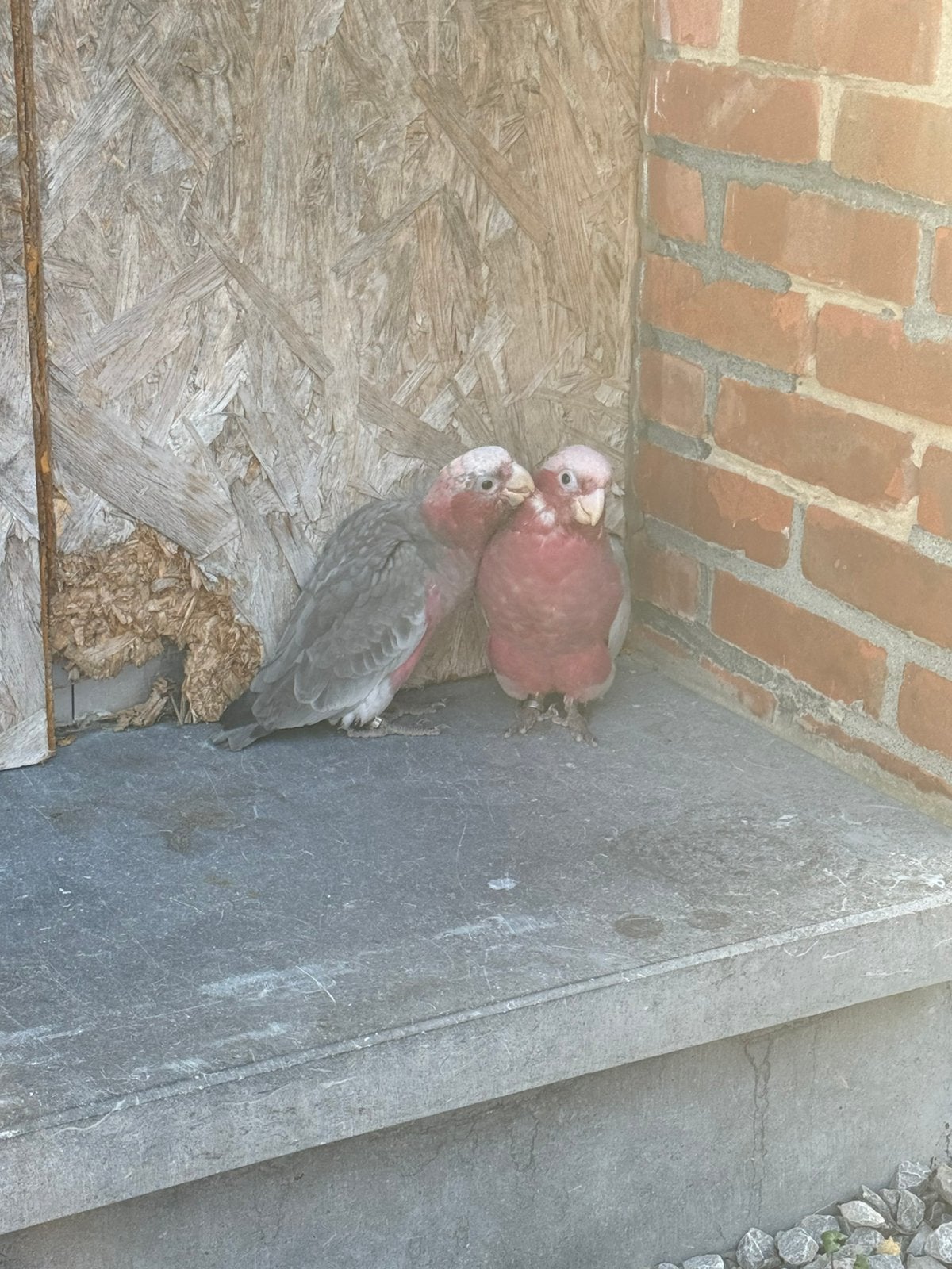 Rose kaketoe, Animaux & Accessoires, Oiseaux | Perruches & Perroquets