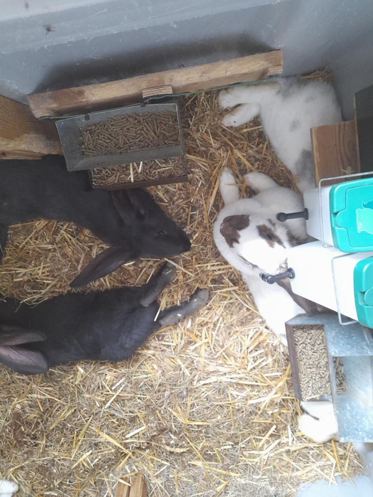 Mooie vleeskonijnen te koop, Dieren en Toebehoren, Konijnen, Meerdere dieren, Groot, 0 tot 2 jaar