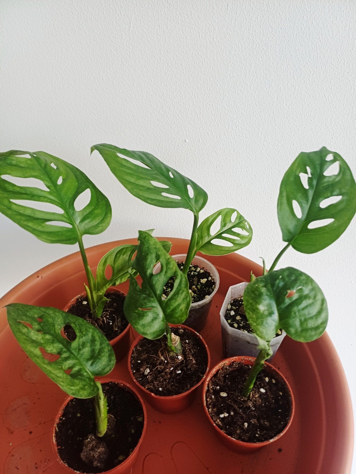 Monstera Adansonii Mint, Huis en Inrichting, Kamerplanten, Overige soorten, In pot, Minder dan 100 cm, Groene kamerplant