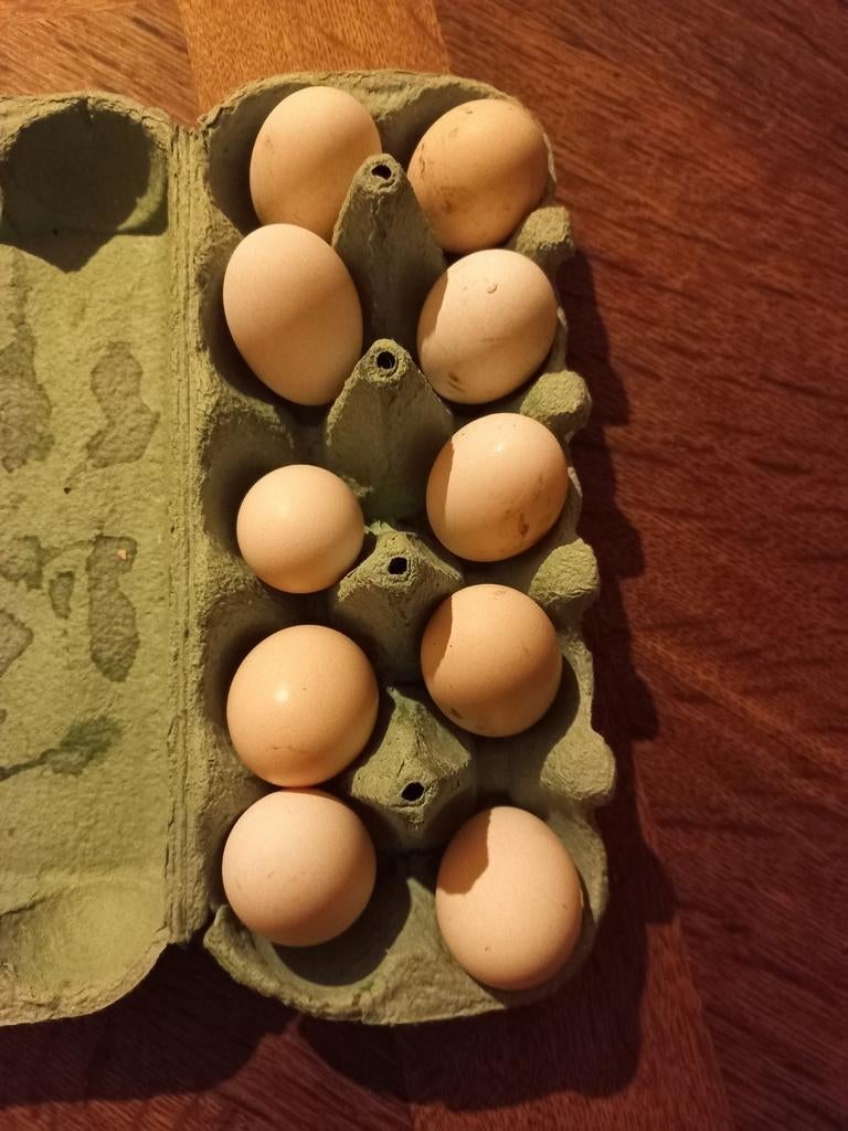 Oeufs fécondés Yokohama