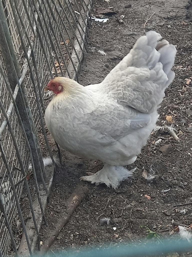 2 Brahma kriel hennen, isabel patrijs, Vrouwelijk, Kip