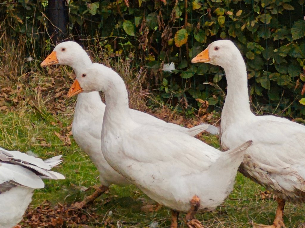 Ganzen, Dieren en Toebehoren, Geslacht onbekend, Gans of Zwaan