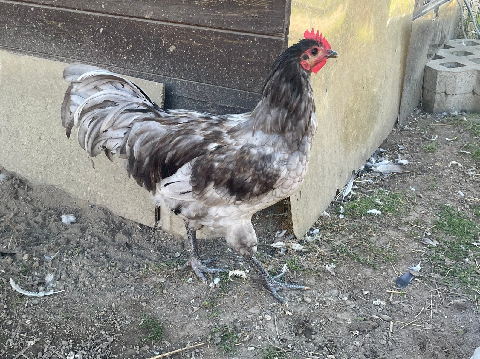 Jonge australorp