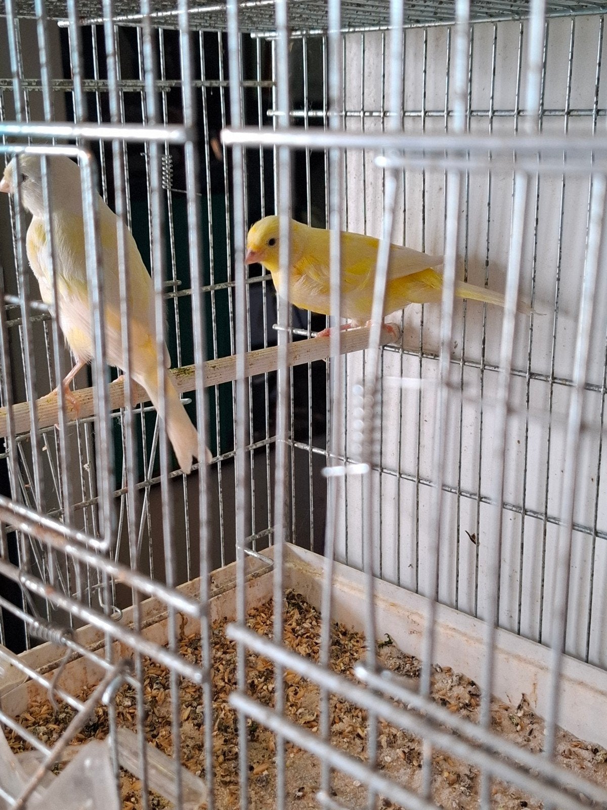 Koppel kanaries, Dieren en Toebehoren