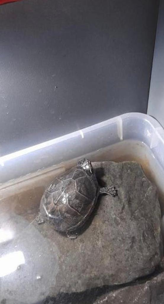 Muskusschildpad, Animaux & Accessoires, Reptiles & Amphibiens, Tortue, Domestique, 0 à 2 ans