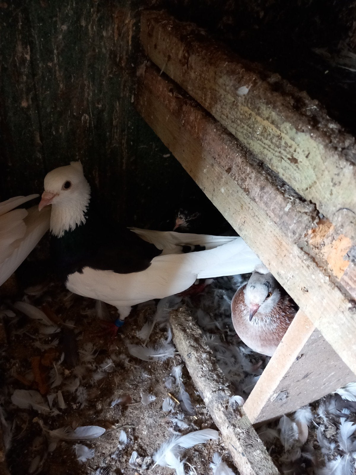Iranian duiven Koppel 60€, Dieren en Toebehoren, Vogels | Duiven