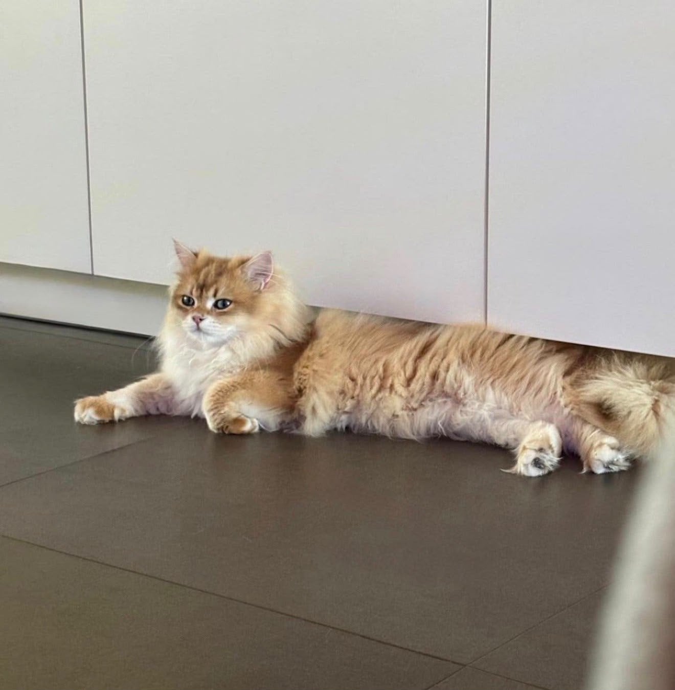 Britse Langhaar kater – Golden NY12 beschikbaar voor fok, Dieren en Toebehoren, Kater, Met stamboom, 0 tot 2 jaar