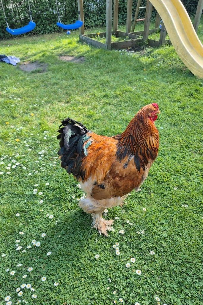Haan zwart buff Brahma, Dieren en Toebehoren, Pluimvee