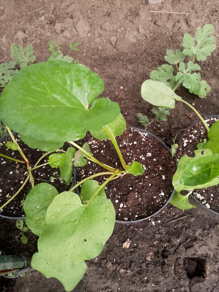 rabarbber planten, Ophalen