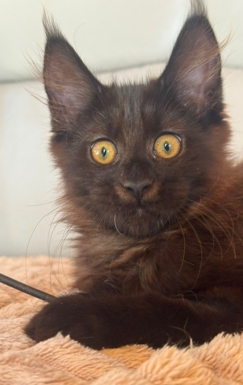 Fille Maine Coon, Chatte ou Chat, Vermifugé