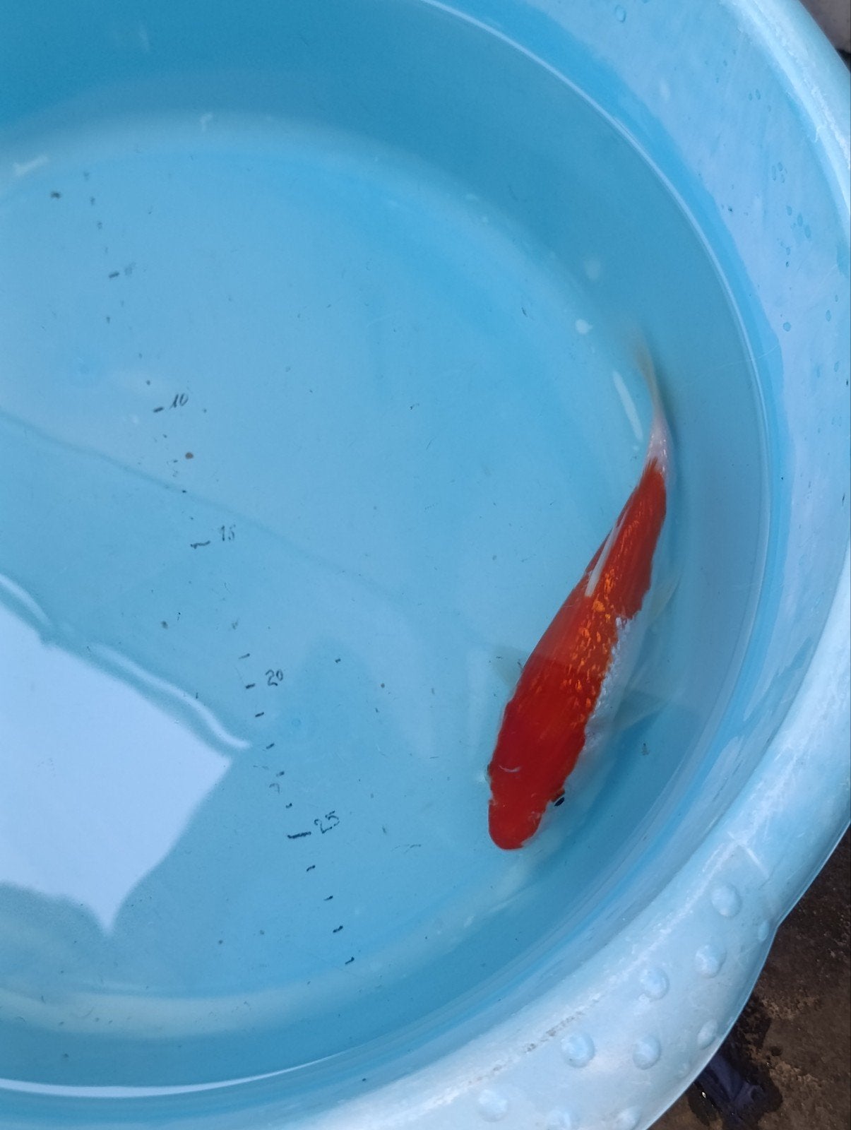Japanse koi Kohaku, Dieren en Toebehoren, Vissen | Vijvervissen