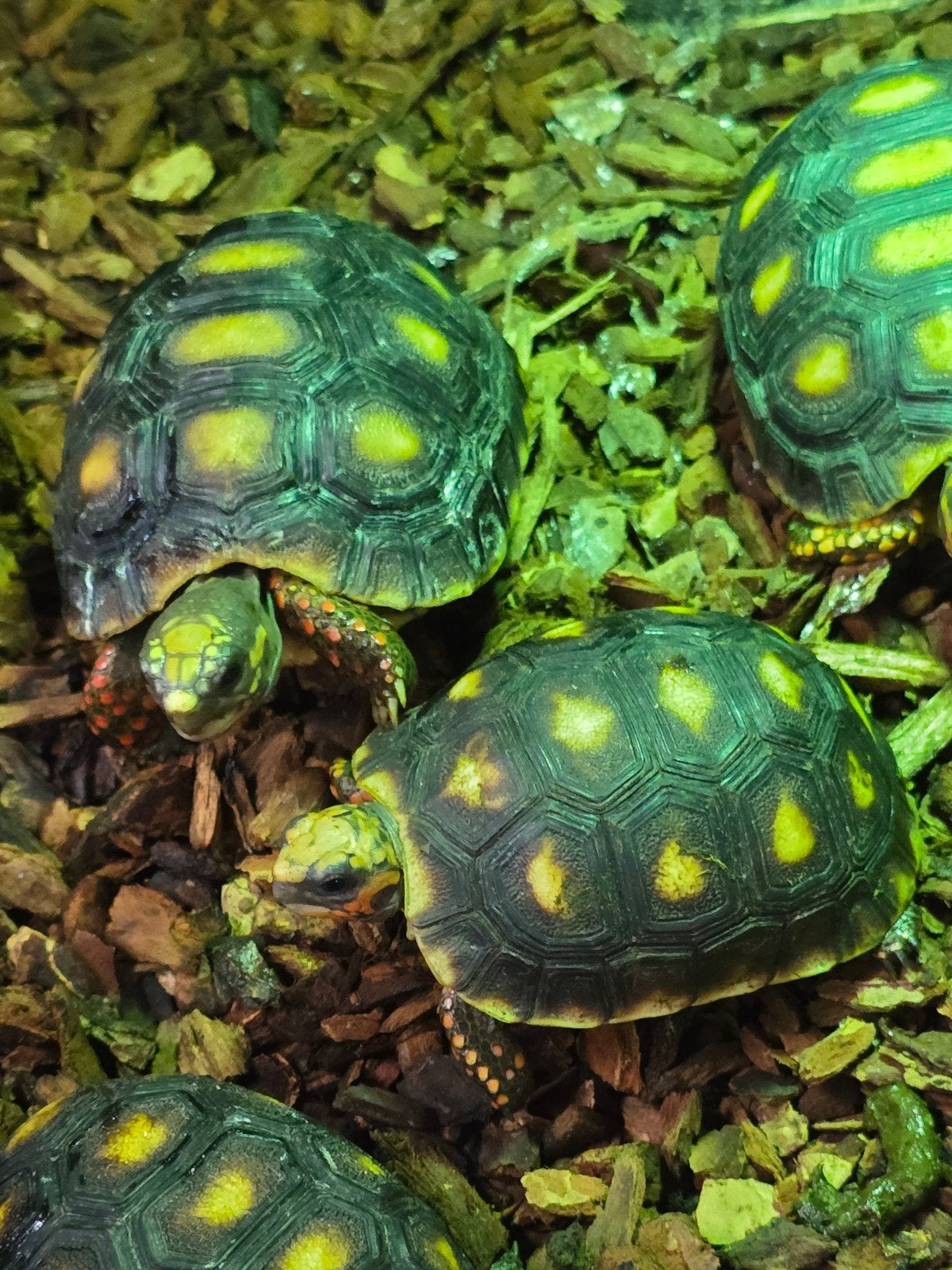 Prachtige kolenbranderschildpadden (Chelonoidis carbonarius), Animaux & Accessoires, Reptiles & Amphibiens, Amphibien