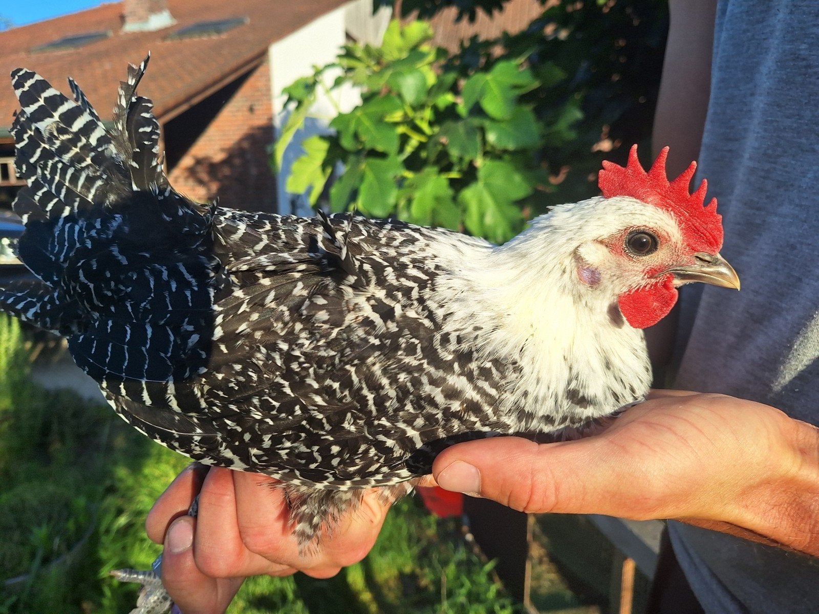 Zilverbrakel, Plusieurs animaux, Poule ou poulet