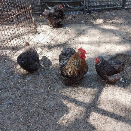Cochin krielen 2025, Dieren en Toebehoren, Pluimvee