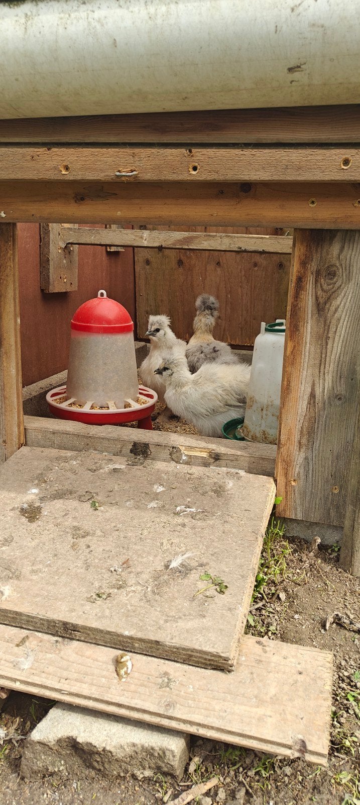 Zijdehoen hanen, Dieren en Toebehoren, Ophalen